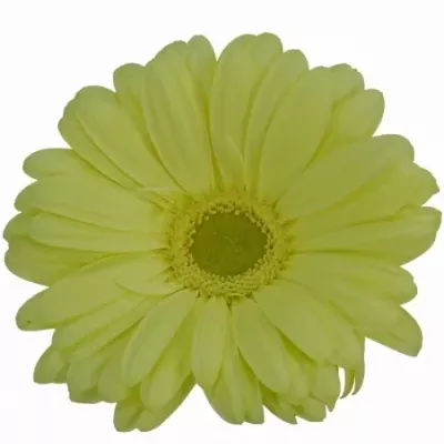 Gerbera GR VAMOS 