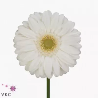 Gerbera GR VENGANZ