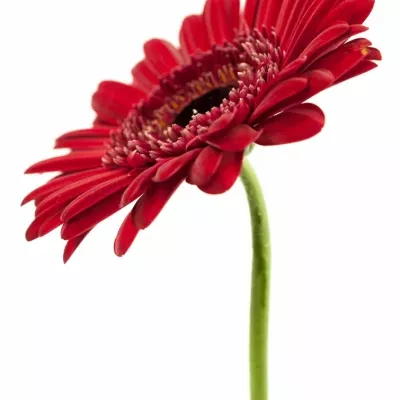 Gerbera GR VESPER 10cm