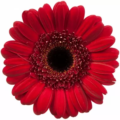 Gerbera GR VESPER 10cm