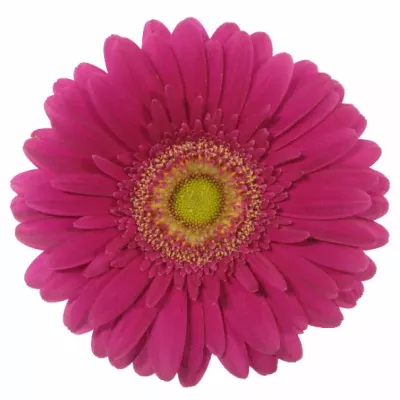 GERBERA GR WALTZ