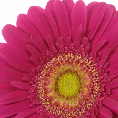 GERBERA GR WALTZ