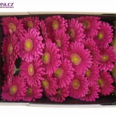 GERBERA GR WALTZ