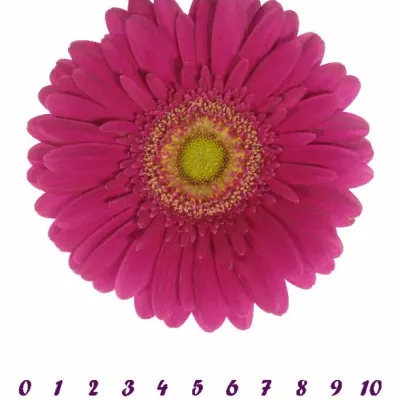 GERBERA GR WALTZ