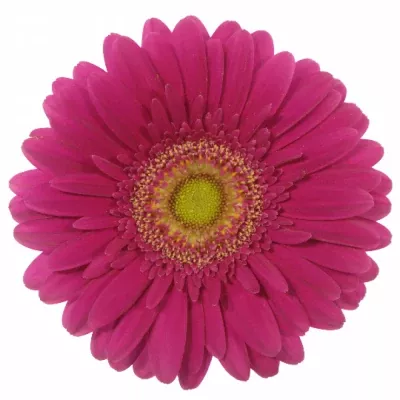 GERBERA GR WALTZ