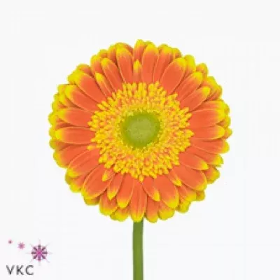 Gerbera GR WANNABE