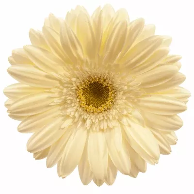 Gerbera GR WHITE GRIZZLY 10cm