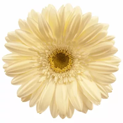 Gerbera GR WHITE GRIZZLY 10cm