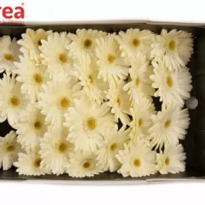 Gerbera GR WHITE GRIZZLY 10cm