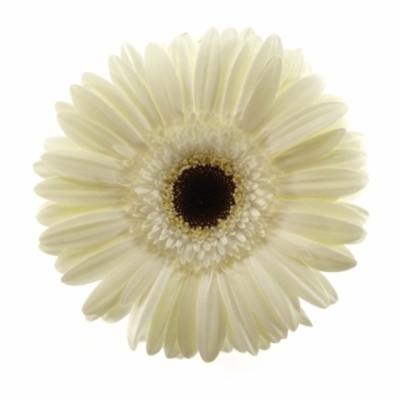 Gerbera GR WHITE HOUSE 10cm