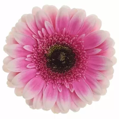 Gerbera GR XANADU