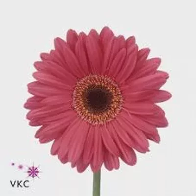 Gerbera GR YUCATAN