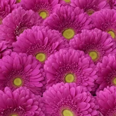 Gerbera GR ZAZZO 10cm