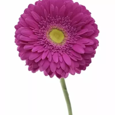 Gerbera GR ZAZZO 10cm