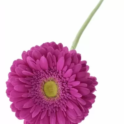 Gerbera GR ZAZZO 10cm