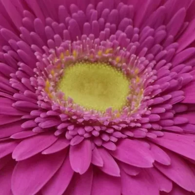 Gerbera GR ZAZZO 10cm