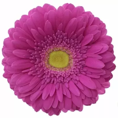 Gerbera GR ZAZZO 10cm