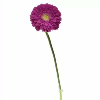 Gerbera GR ZAZZO 10cm