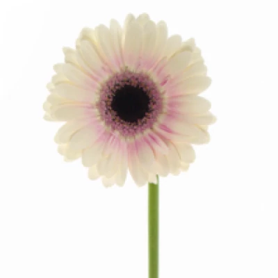 Gerbera mini ABBY LOU