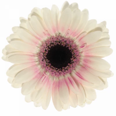 Gerbera mini ABBY LOU