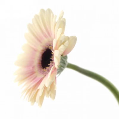 Gerbera mini ABBY LOU