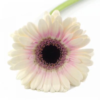 Gerbera mini ABBY LOU