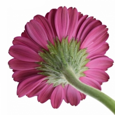 Gerbera mini ALIVE