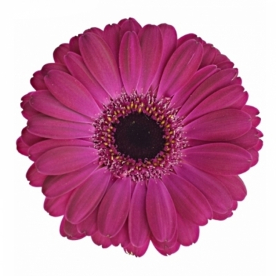 Gerbera mini ALIVE