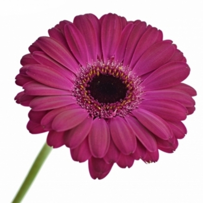 Gerbera mini ALIVE