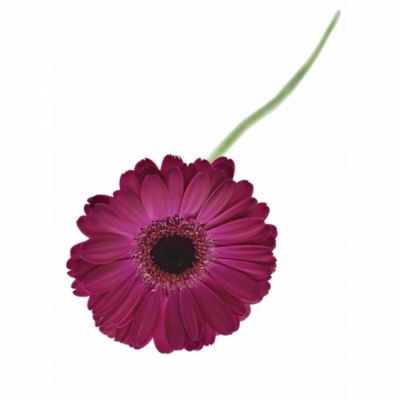 Gerbera mini ALIVE