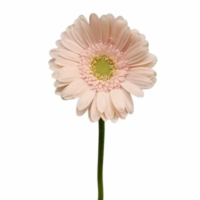 Gerbera mini ALIX-NOOR