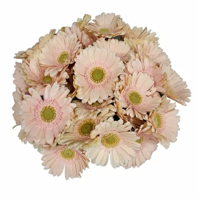 Gerbera mini ALIX-NOOR