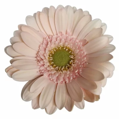 Gerbera mini ALIX-NOOR