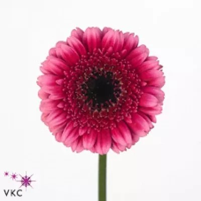 Gerbera mini AUDREY