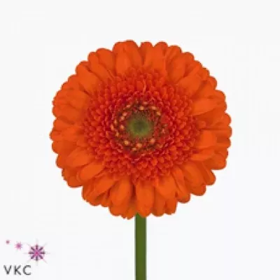 Gerbera mini BAILA