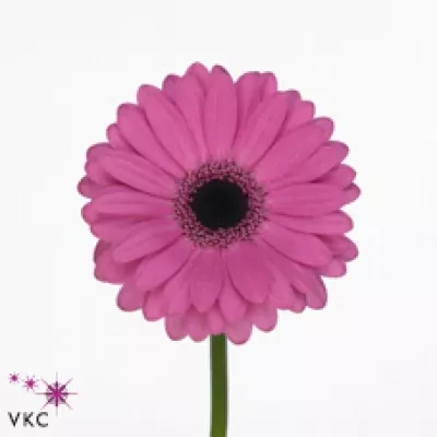 Gerbera mini BALI