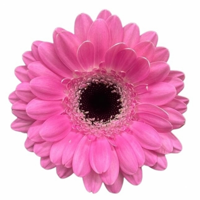 Gerbera mini BENTLEY