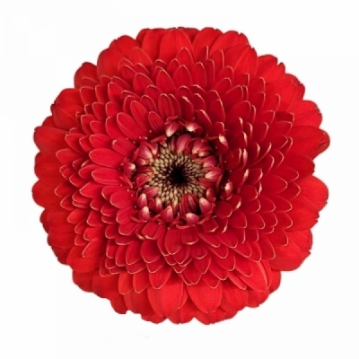 Gerbera mini BOLVORMIG BOLERO BOBO