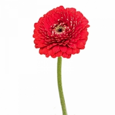 Gerbera mini BOLVORMIG BOLERO BOBO