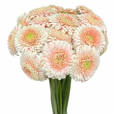 Gerbera mini BOLVORMIG BOLERO LUCYLUCY