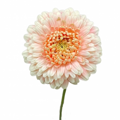 Gerbera mini BOLVORMIG BOLERO LUCYLUCY