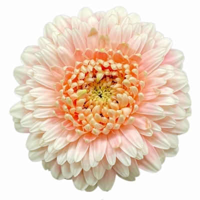 Gerbera mini BOLVORMIG BOLERO LUCYLUCY