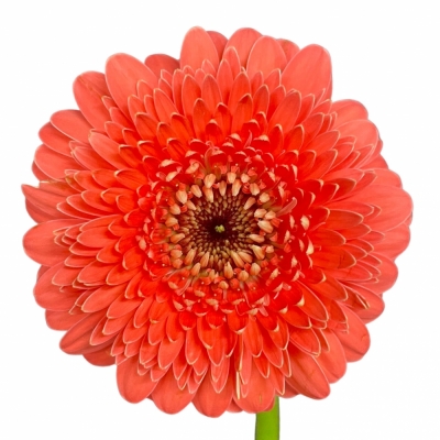 Gerbera mini BOLVORMIG BOLERO NOANOA