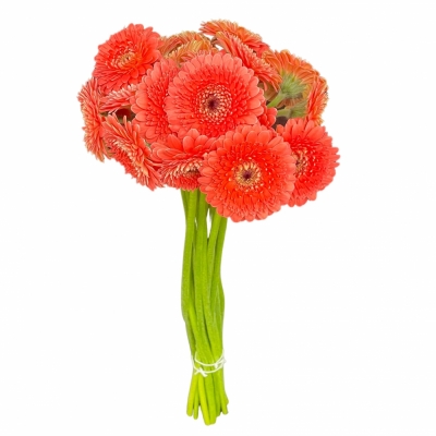 Gerbera mini BOLVORMIG BOLERO NOANOA