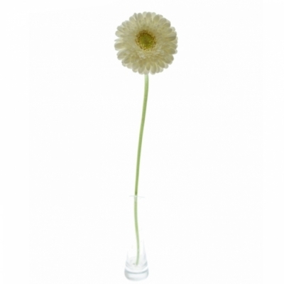 Gerbera mini BOLVORMIG GERPONI BLANCO