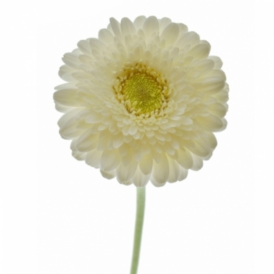 Gerbera mini BOLVORMIG GERPONI BLANCO