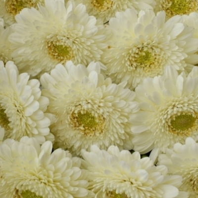 Gerbera mini BOLVORMIG GERPONI BLANCO