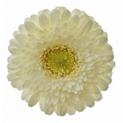 Gerbera mini BOLVORMIG GERPONI BLANCO