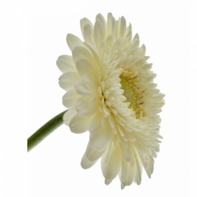 Gerbera mini BOLVORMIG GERPONI BLANCO