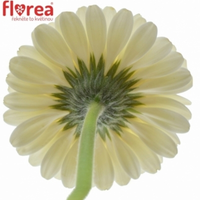 Gerbera mini BOLVORMIG GERPONI BLANCO